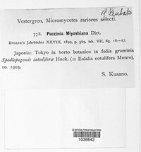 Puccinia miyoshiana image